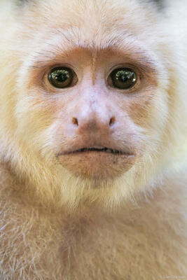 Capuchin