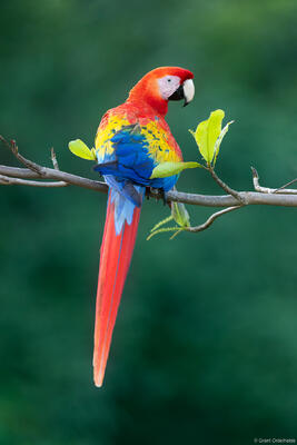 Macaw Perch