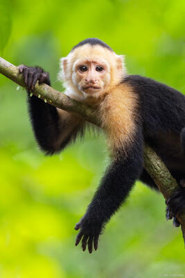 Capuchin Monkey