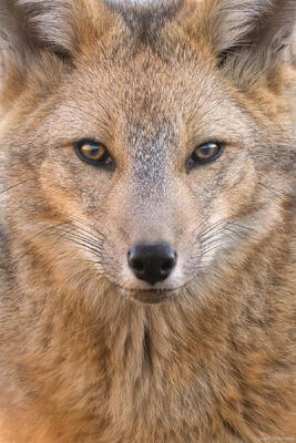 Culpeo Portrait