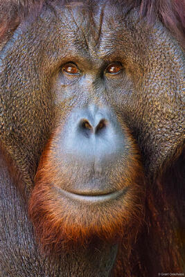 Male Orangutan