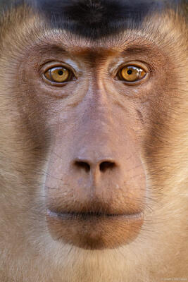 Pig-tailed Macaque