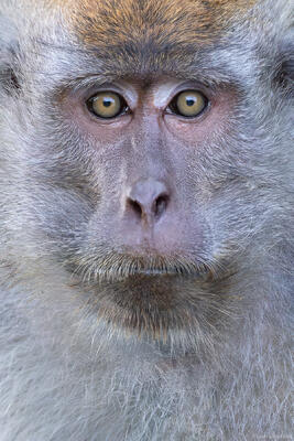 Long-tailed Macaque