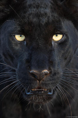 Black Leopard Portrait