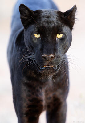 The Black Leopard
