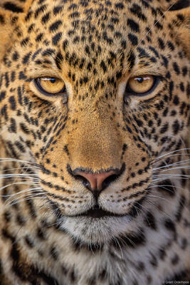 Leopard Portrait