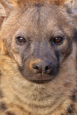 Spotted Hyena Portrait