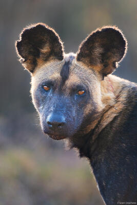 Backlit Wild Dog