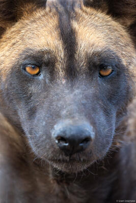 Wild Dog Portrait