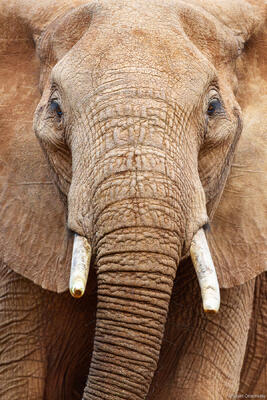 African Elephant Portrait