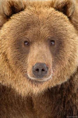 Brown Bear Portrait