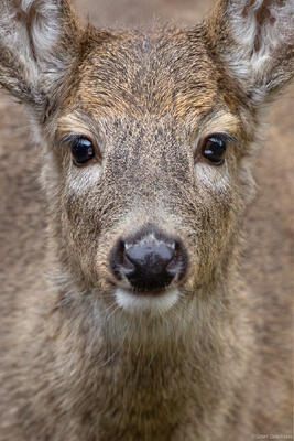 White-Tailed Deer