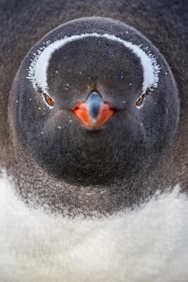 Gentoo Portrait