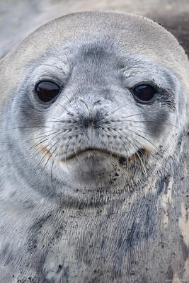 Weddell Seal