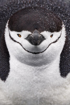 Chinstrap Penguin Portrait