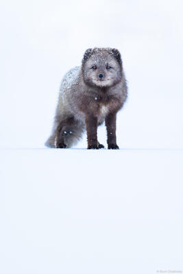 High Key Fox