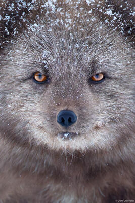 Arctic Fox Portrait