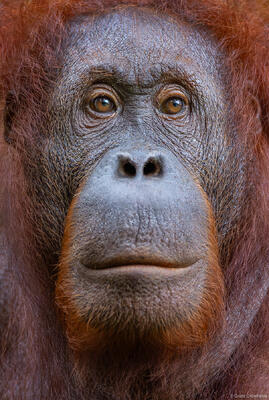 Orangutan