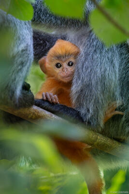 Baby Silver Langur
