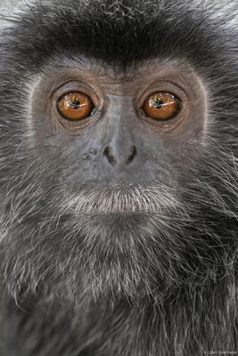 Silver Langur