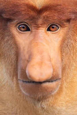 Proboscis Monkey Portrait