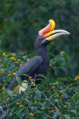 Rhinoceros Hornbill