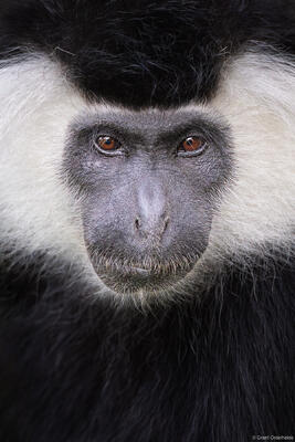 Colobus Monkey