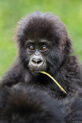 Baby Gorilla Portrait