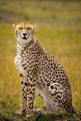 Cheetah 