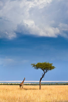 Giraffe and Tree