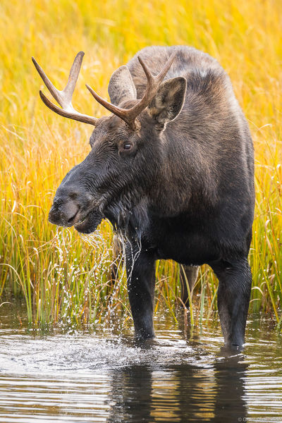 Moose Splash