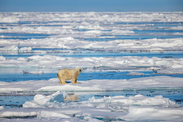Ice World