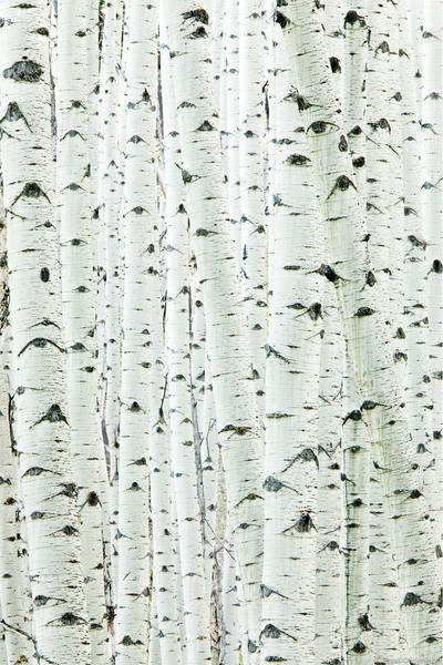 Aspen Trunk Detail