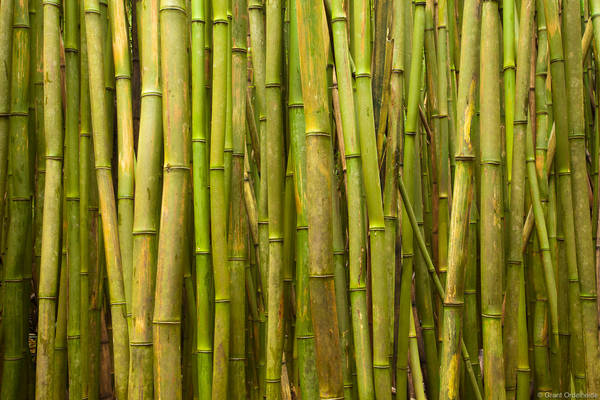 Bamboo Forest 