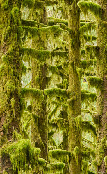 Mossy Trees