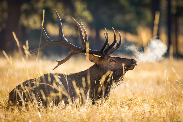 Elk Morning