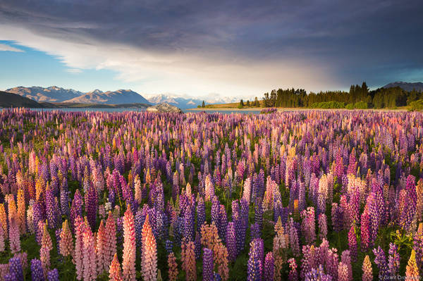 New Zealand