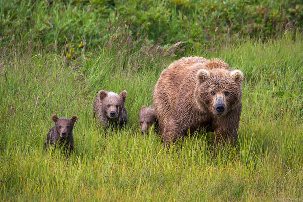 Bear Family