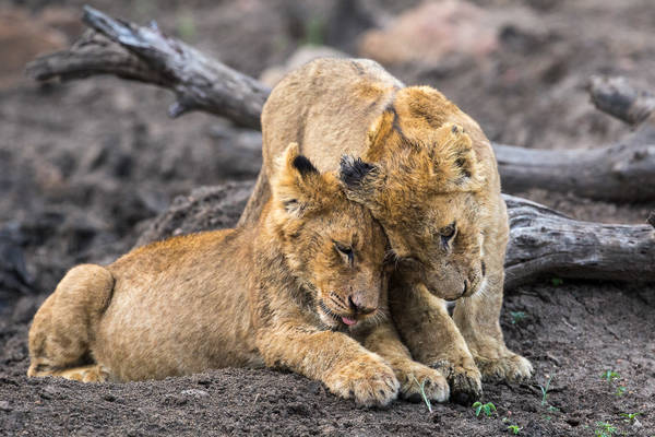Brotherly Love