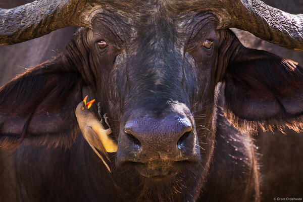 Oxpecker and Cape Buffalo
