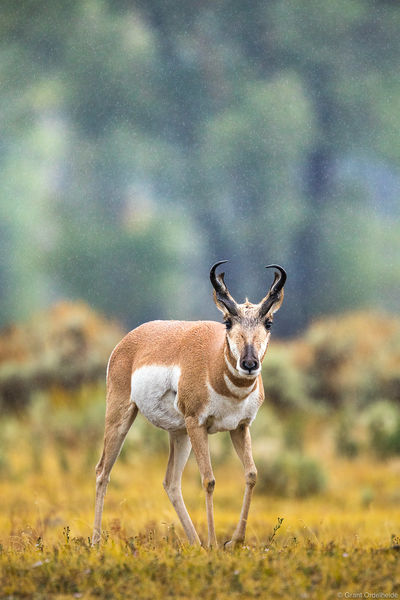 Pronghorn Rainstorm
