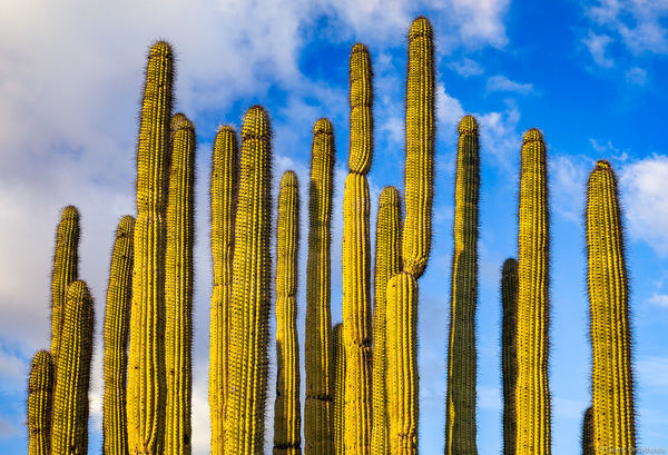 Organ Pipe Cactus