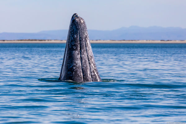 Gray Whale