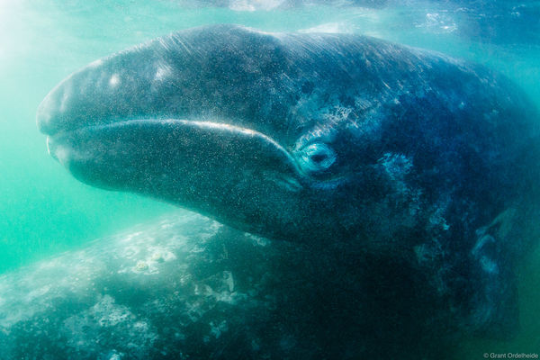 Gray Whale Calf