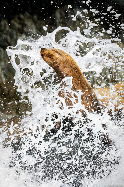 Steller Sea Lion