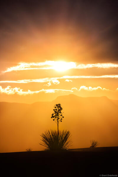 Yucca Sunburst