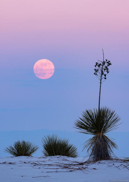 Yucca Moonrise