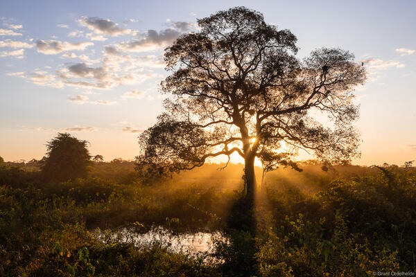 Sunset over Brazil's Pantanal.
