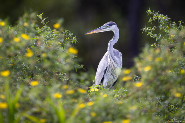 Caped heron in the Pantanal.