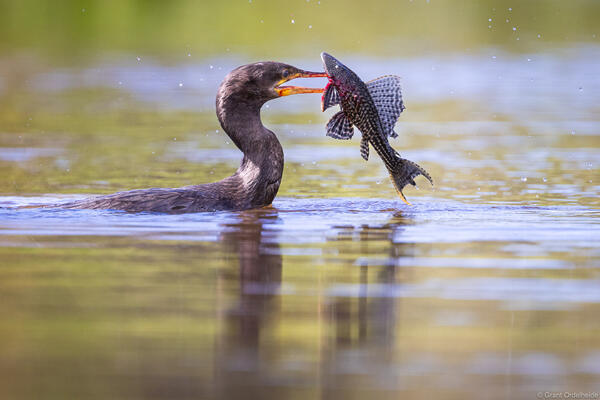 Brazil Grant Ordelheide Photography